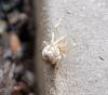 Parasteatoda sp.